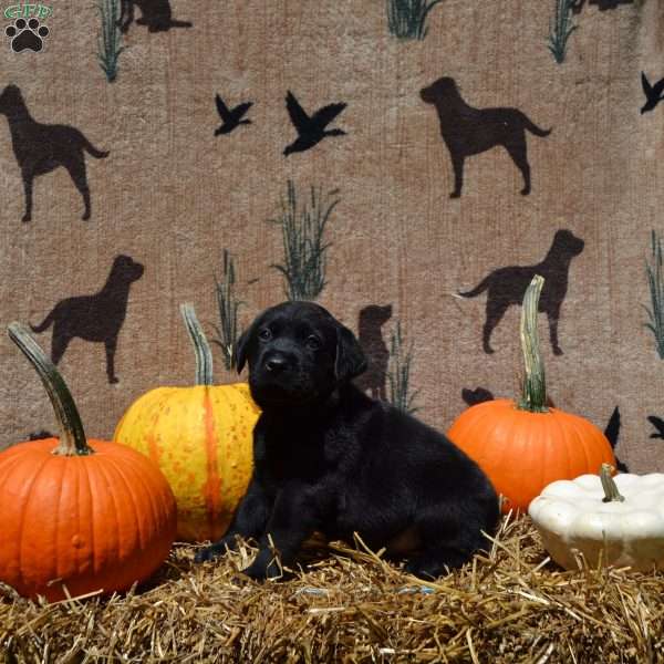 Shadow, Black Labrador Retriever Puppy